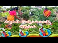 ఈరోజు మిద్దె తోటలో బెండ సొర మిర్చి టమాటో కాసర బీర దొండ దోస వంగ  కొండ పిండి కూర గోంగూర  హార్వెస్ట్