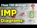 Class11th biology important diagrams for new syllabus || class 11th biology imp diagrams #diagrams