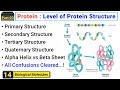 Structural organization of protein | Four levels of protein structure | Concept with easy examples