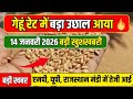 गेहूं भाव 11 जनवरी 2026, आज गेहूं रेट में उछाल, Gehun Ka Bhav, यूपी, एमपी, राजस्थान व सभी मंडी भाव 