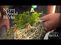 The Secret World of Herbs: In India (Episode 3) |  Epoch Cinema
