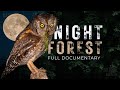 NIGHT FOREST | A World Unseen - Full Documentary