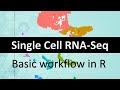 Single Cell RNA-Seq: full workflow in R [ public data to classified UMAP in 30 mins]