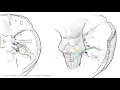 The Facial Nerve (CNVII): Animated Review