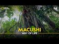 Macushi Way of Life | Primal Survivor | हिन्दी | Full Episode | S4 - E1 | National Geographic