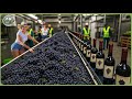 How Million Tons of Grapes Are Turned Into Wine In Mega Factory – Amazing Grape Farming