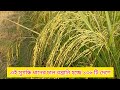 এই সুগন্ধি ধানের চাল রপ্তানি হচ্ছে ১৩৬ টি দেশে ধান চাষ #সুগন্ধি_ধান #farming