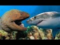 Most Satisfying Moray Eel fighting Shark Video - Amazing Battle Under Seabed With Beautiful Natural