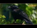 Are crows the ultimate problem solvers? - Inside the Animal Mind: Episode 2 - BBC