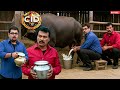 CID छोड़ Pankaj –Freddy  पहुँचे भैंस का दूध निकालने || CID | Latest Episode ||