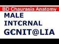 Chp32 BDC Vol2 | MALE Intern@l Genit@lia | Dr Asif Lectures | BD Chaurasia