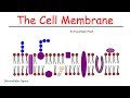 The Cell Membrane