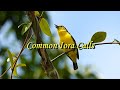 Bird Sound - Common Iora - Three Different Sweet Sounds with Koel Calls In Background