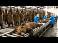 inside the Bear leather factory–million-dollar products are made from Bear skin (full process)