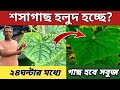 Cucumber plants will turn green by spending just 15 taka ✅Results in 24 hours @AgricultureBook