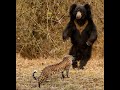 Leopard and Sloth Bear Face-off at Tadoba