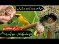 BBC Home Making Weaver Bird | Baya Weaver Bird Documentary | Muneeb bhai