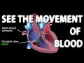 The Pathway of Blood Flow Through the Heart, Animation.