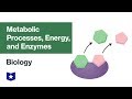 Metabolic Processes, Energy, and Enzymes | Biology