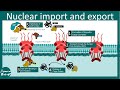 Nuclear import and export | Nuclear Pore complex | How proteins are moved in or out the nucleus?