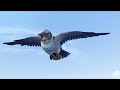 A Young Falcon's Journey to a Hidden City | Adventures in Zambezia Explained