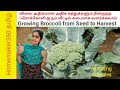 How to Grow Broccoli in Garden | தோட்டத்தில் ப்ரோக்கோலி வளர்ப்பது எப்படி |  Growing Broccoli
