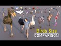 Birds Size Comparison 2023 | 3d Animation Comparison | Real Scale Comparison