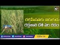 రక్తహీనతకు విరుగుడు రక్తశాలి దేశీ వరి రకం: Farmer Mylaram Venkanna | Matti Manishi | 10TV News