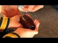 WORLD'S LARGEST COCKROACH found in my lounge-room! Only in Australia!