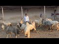 Aisa Rate🔥Dhamaka Offer Kashmiri Looto Aur Shouk Karo || Mariyam Goat farm Padgha Bhiwandi Mumbai ||