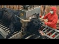 Inside the Bull Horn Leather Factory  Full Process of Making Million Dollar Leather Goods