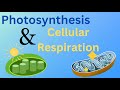 Photosynthesis and Cellular Respiration - Energy Cycle of Life