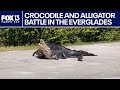 Crocodile and alligator battle it out in Everglades National Park