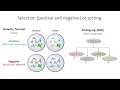 Deep Mutational Scanning, Dr. Kenny Matreyek