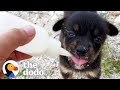 Abandoned Puppy Walks Up To A Study Abroad Student And Asks Her For Help | The Dodo