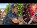 How BORDEAUX Wine Is Made - Step by Step Explanation/Fun Documentary