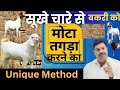 सूखे चारे से बकरे बकरी को मोटा ताजा कैसे करें 💪🏻 Bakri ko Sukha chara kaise khilaye