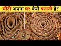 चिटियों का घर | Chiti Apna Ghar Kaise Banate Hai | Top 12 Most Amazing Nests Build By Ants