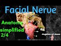 015. Anatomy of Facial Nerve -  Part 2/4  #facial nerve  #anatomy