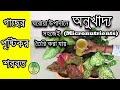 বাড়িতে সহজেই তৈরি করুন গাছের অনুখাদ্য / Make micronutrients for plants easily at home