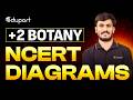 Plus Two Botany Public Exam | Botany Full Diagram  Eduport Plus Two