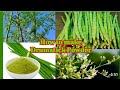 Moringa Powder | सहजन की फली का पाउडर घर पर कैसे आसानी से बनाएं | इसके फायदे और खाने का तरीका |