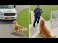 When Animals Totally Surprise Delivery Drivers 🤪 Funny Animal and Human Videos 2025