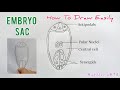 How to Draw Embryo Sac | Well Labelled Diagram of Embryo Sac | Class 12 | Embryo Sac Figure