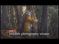 Photographer of the year winner \u0026 other images (Global) - BBC News - 14th October 2020