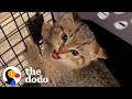 Spicy Kitten Gets A “Socialization Bootcamp” | The Dodo