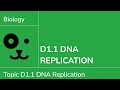 D1.1 DNA Replication [IB Biology SL/HL]