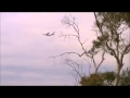 Qantas Emirates Formation flypast 20130331