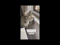 Funniest cats and dogs 😹 Cute and Funny Cat Videos Compilation #1 #animals #cat #fyp #fypシ