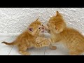 Kittens fighting - mother cat punishes her kittens